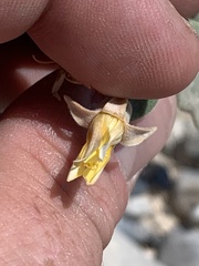 Mentzelia leucophylla