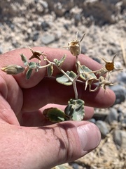 Mentzelia leucophylla