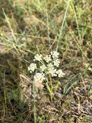 Peucedanum vaginatum