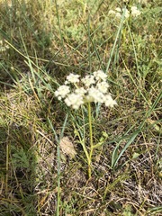 Peucedanum vaginatum