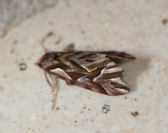 Clytoscopa iorrhoda