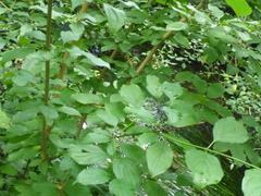 Cornus sanguinea