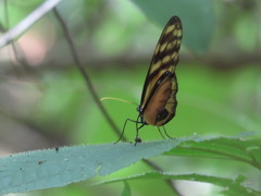 Dircenna kolijkensis