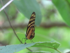 Dircenna kolijkensis