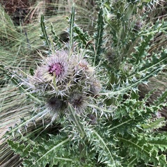 Cirsium nivale