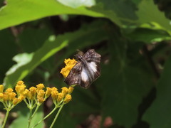 Theagenes aegides