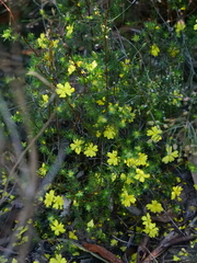 Hibbertia cistiflora