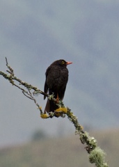 Turdus serranus
