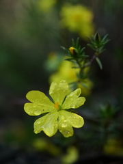 Hibbertia cistiflora