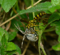 Poecilopompilus mixtus
