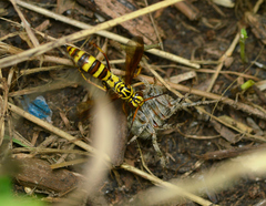 Poecilopompilus mixtus