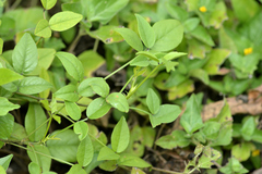 Orbexilum pedunculatum