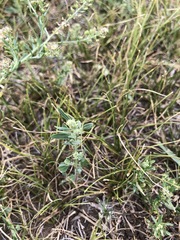 Chenopodium acuminatum