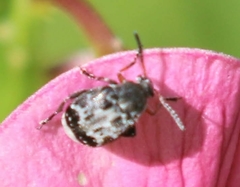 Bruchus affinis