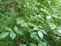 Sambucus nigra
