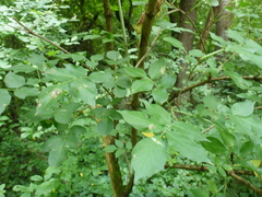 Sambucus nigra