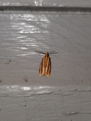 Sparganothis tristriata