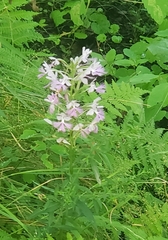 Platanthera grandiflora