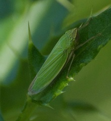 Draeculacephala angulifera