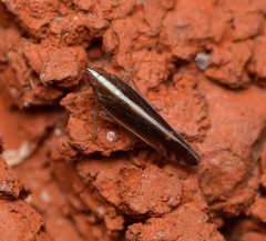 Stenocranus brunneus