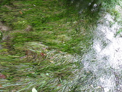 Vallisneria spiralis