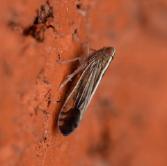 Stenocranus brunneus