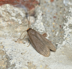 Achroia grisella