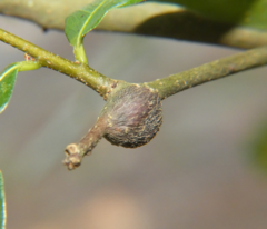 Zapatella quercusmedullae