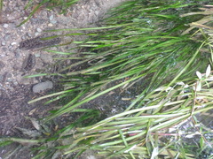 Vallisneria spiralis