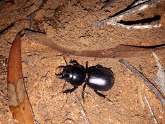 Scaraphites lenaeus lenaeus