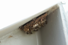 Mischocyttarus mexicanus