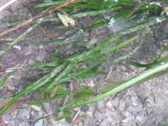 Vallisneria spiralis