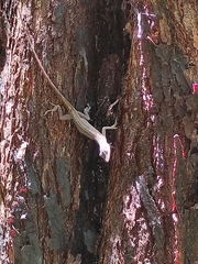 Anolis unilobatus