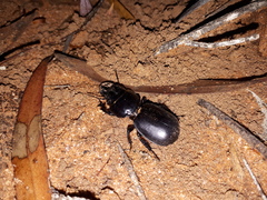 Scaraphites lenaeus lenaeus