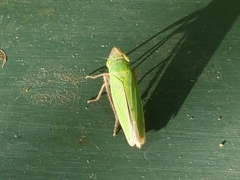 Draeculacephala crassicornis