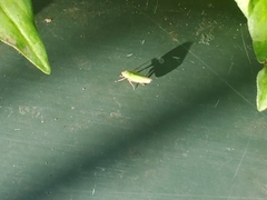 Draeculacephala crassicornis