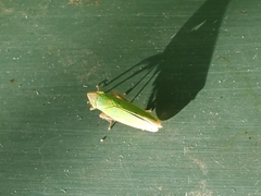 Draeculacephala crassicornis