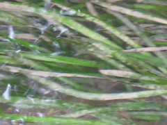 Vallisneria spiralis