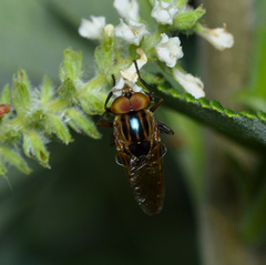 Copestylum chalybescens
