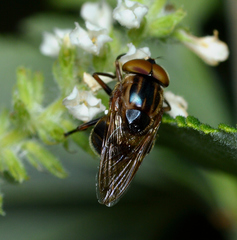 Copestylum chalybescens