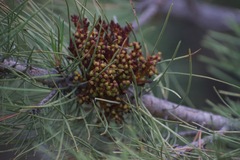 Arceuthobium vaginatum