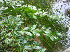Salix daphnoides