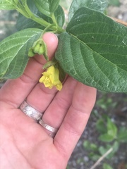 Lonicera involucrata involucrata