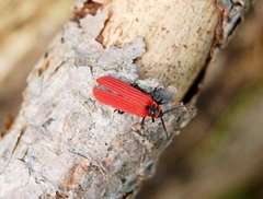 Dictyoptera aurora