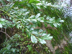 Salix daphnoides
