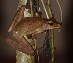 Polypedates occidentalis
