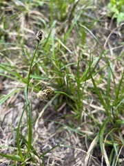 Carex nigricans