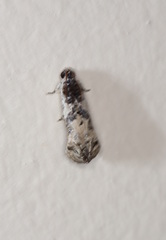 Oriodryas olbophora