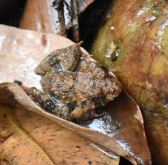 Minervarya keralensis