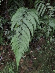 Microlepia obtusiloba